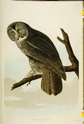 Grote grijze uil, uit 