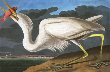 Grote Witte Reiger, Ardea Occidentalis, uit "The Birds of America" door John J. Audubon, pub. 1827-38
