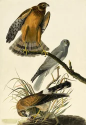 Blauwe Kiekendief, Circus Cyaneus, uit "The Birds of America" door John J. Audubon, pub. 1827-38