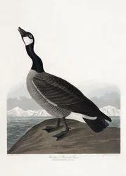 De brandgans van Hutchins uit *Birds of America* (1827)