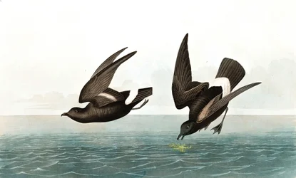 Kleine Stormvogel, Thalassidroma Pelagica, uit "The Birds of America" door John J. Audubon, pub. 1827-38