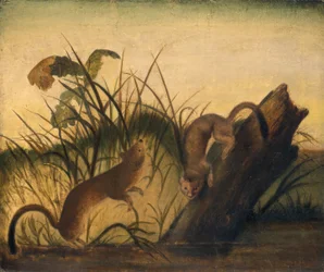 Langstaart Wezel