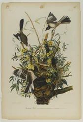 Spotvogel, gedrukt door Julien Bien en uitgegeven door Roe Lockwood & Son, 1861
