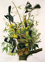 Spotvogels en ratelslang, uit 