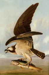 Visarend en Zwakke Vis, 1829