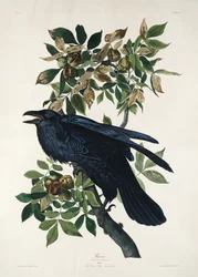 Raaf uit *Birds of America* (1827)