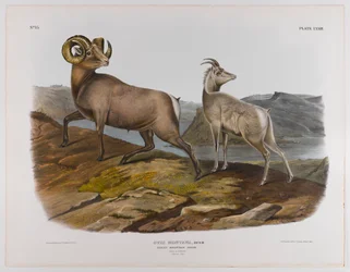 Rocky Mountain schaap, 1845