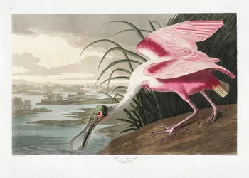Roze lepelaar uit *Birds of America* (1827)