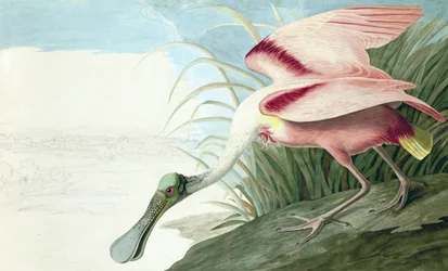 Rosse Lepelaar, Platalea Ajaja, uit "The Birds of America" door John J. Audubon, pub. 1827-38