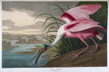 Rosse lepelaar. Mannelijk volwassen exemplaar