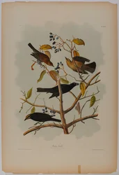 Roestige Grackle