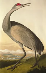 Canadese kraanvogel, uit 