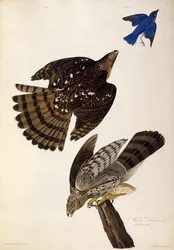 Stanley Hawks. Uit The Birds of America, 1827-1838