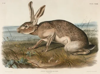 Texaanse haas (Lepus Texianus)