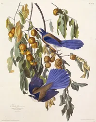 De Florida scrub jay. Uit The Birds of America, 1827-1838