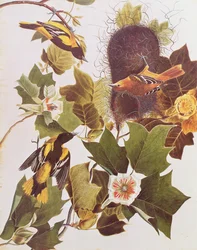 De Wielewaal, uit Birds of America
