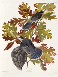 De grijze gaai. Uit The Birds of America, 1827-1838