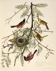 De boomgaardoriole. Uit The Birds of America, 1827-1838