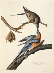 De passagiersduif. Uit The Birds of America, 1827-1838