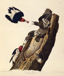 De roodkopspecht. Uit The Birds of America, 1827-1838