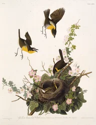 De geelborstzanger. Uit De vogels van Amerika, 1827-1838