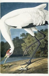 Roerdomp, volwassen mannetje, 1834