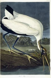 Houtibis, 1834