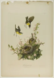 Geelborst Chat, gedrukt door Julien Bien en uitgegeven door Roe Lockwood & Son, 1861