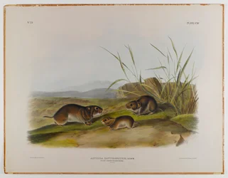 Geelwangige veldmuis