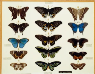 Zoologie: Plaat van vlinders