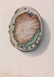 Groenlip zeeoren, Haliotis laevigata