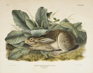Zwartstaarthaas, 1845