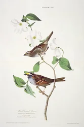 Witkeelzanger, uit Birds of America, gegraveerd door Robert Havell (1793-1878)