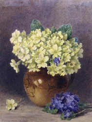 Primula