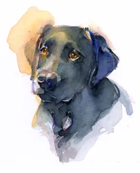 Zwarte labrador, 2017