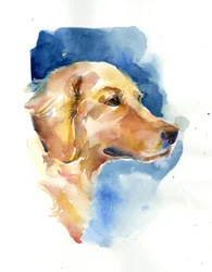 Golden Retriever, 2015
