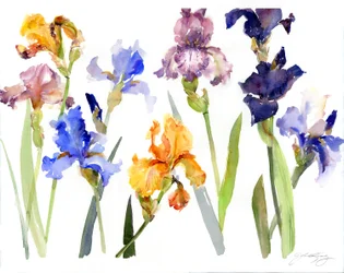 Iris