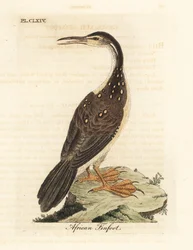 Afrikaanse finfoot, Podica senegalensis. Handgekleurde koperplaat getekend en gegraveerd door John Latham uit zijn eigen A General History of Birds, Winchester