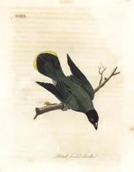 Zwartkopbuulbuul, Pycnonotus atriceps. Handgekleurde koperplaat getekend en gegraveerd door John Latham uit zijn eigen A General History of Birds, Winchester