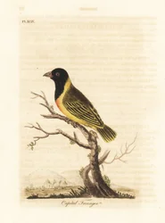 Zwartkopgele kraagwever, Ploceus melanocephalus capitalis (Hoofdstad tangara, Tanagra capitalis). Handgekleurde koperplaat getekend en gegraveerd door John Latham uit zijn eigen A General History of Birds, Winchester