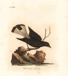 Zwarte tapuit, Oenanthe leucura (witstaartlijster, Turdus leucurus). Handgekleurde kopergravure, getekend en gegraveerd door John Latham voor zijn eigen A General History of Birds, Winchester