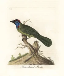 Blauwkeel- of bergbaardvogel, Psilopogon asiaticus. (Blauwwangbaardvogel, Trogon asiaticus). Handgekleurde koperplaat getekend en gegraveerd door John Latham uit zijn eigen A General History of Birds, Winchester