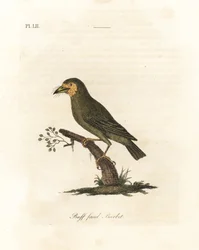 Bruinkopbaardvogel, Megalaima zeylanica. Handgekleurde kopergravure getekend en gegraveerd door John Latham uit zijn eigen A General History of Birds, Winchester