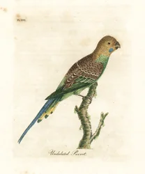 Parkiet, Melopsittacus undulatus. Handgekleurde koperplaat getekend en gegraveerd door John Latham uit zijn eigen A General History of Birds, Winchester