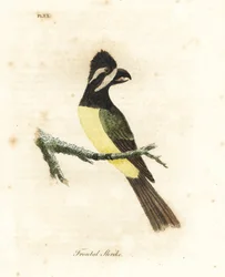 Kuifklauwier, Falcunculus frontatus. Handgekleurde koperplaat getekend en gegraveerd door John Latham uit zijn eigen A General History of Birds, Winchester