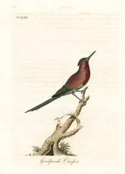 Crimson honingzuiger, Aethopyga siparaja seheriae (Goulpourah kruiper). Handgekleurde koperplaat getekend en gegraveerd door John Latham uit zijn eigen A General History of Birds, Winchester