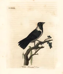 Daurische kauw, Corvus dauuricus. Handgekleurde kopergravure getekend en gegraveerd door John Latham uit zijn eigen A General History of Birds, Winchester