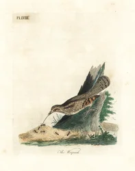 Euraziatische draaihals, Jynx torquilla. Handgekleurde koperplaat getekend en gegraveerd door John Latham uit zijn eigen A General History of Birds, Winchester