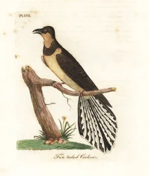 Waaierstaartkoekoek, Cacomantis flabelliformis (koekoek met waaierstaart, Cuculus flabelliformis). Handgekleurde koperplaat, getekend en gegraveerd door John Latham uit zijn eigen A General History of Birds, Winchester