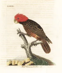 Gang-gangkaketoe, Callocephalon fimbriatum (roodkroonpapegaai, Psittacus galeatus). Met de hand ingekleurde kopergravure, getekend en gegraveerd door John Latham uit zijn eigen A General History of Birds, Winchester
